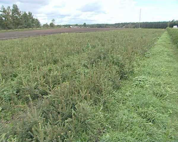 Field planted with small evergreen Christmas fir tree saplings. Forest planting. Clouds flowing air. 