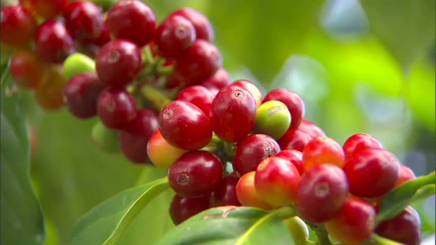 Coffee cherries on branch
