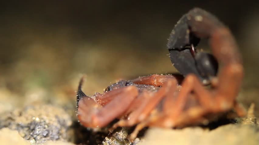 Large red scorpion in Ecuadorian jungle