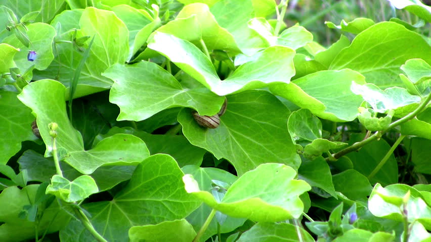 ecology concept, Green leaves 