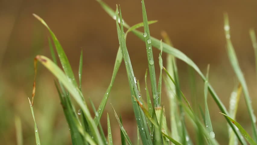 green grass