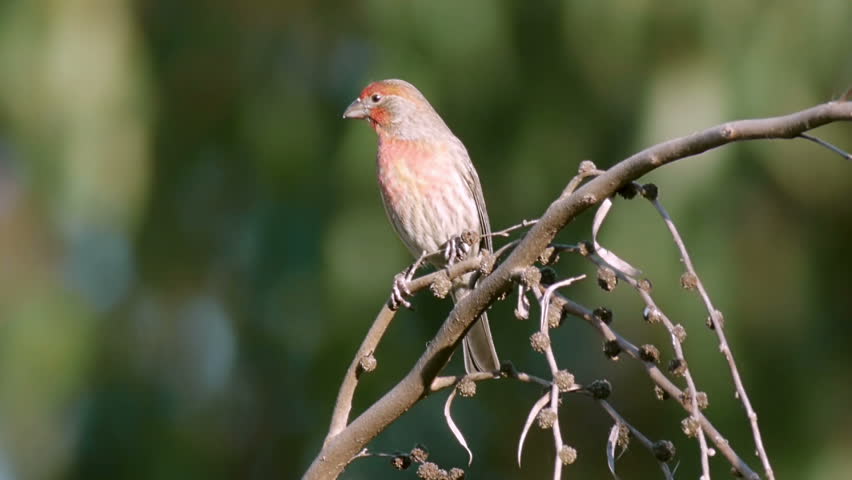 Red Finch Bird On Branch 