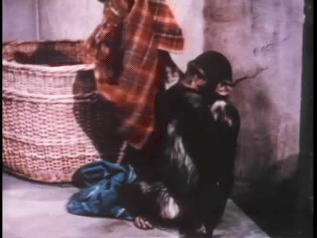 Monkey and laundry shenanigans