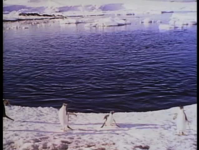 Penguins jumping from water and slipping on snow and ice
