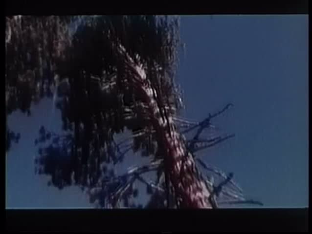 Lumberjacks cutting down trees in forest