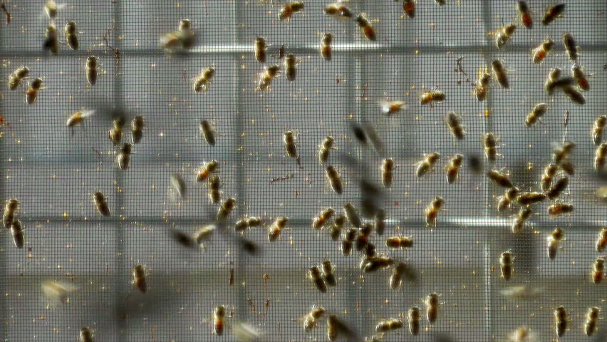 Honey bees flying around inside enclosure