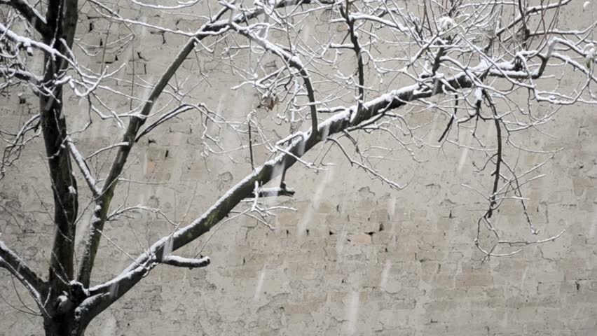 Snowfall on the background of tree and adobe wall