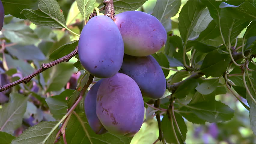 Plums on a branch