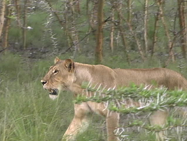 Lioness walks through Acacia Trees