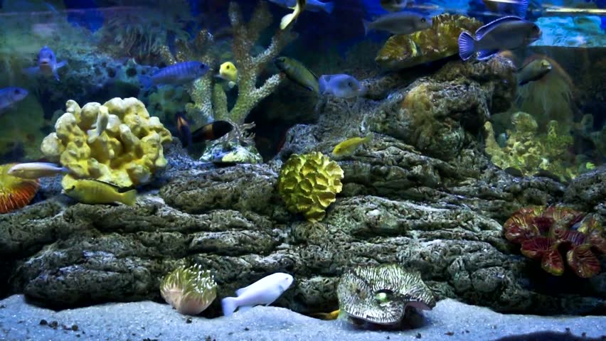 aquarium full of cichlids small floating to each other