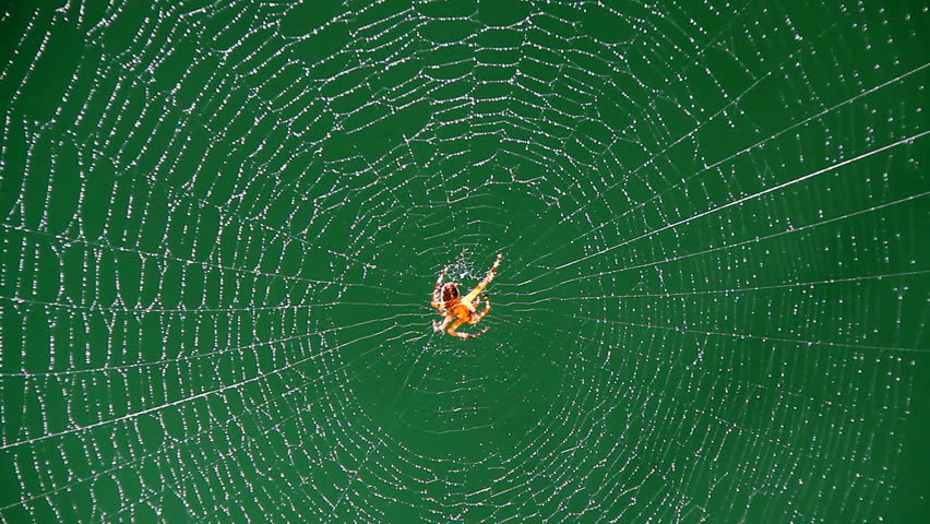 Spider on web in bright sunshine