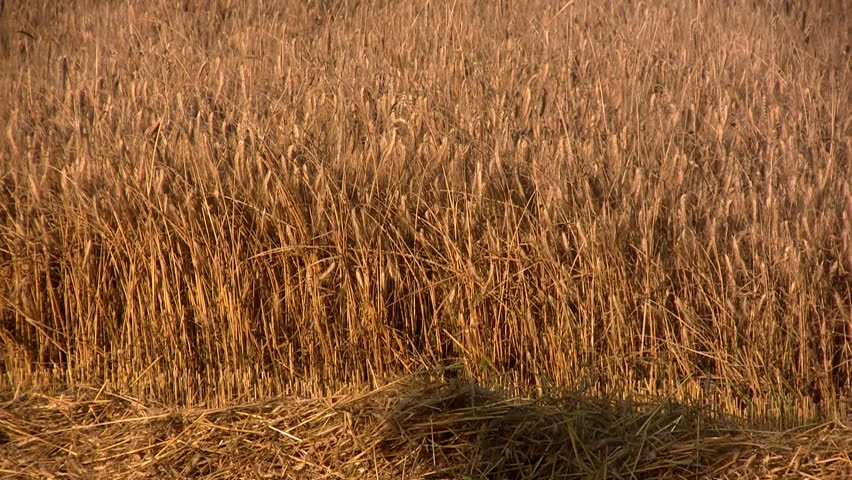 Close-up of combine transferring freshly harvested wheat to tractor-trailer for transport