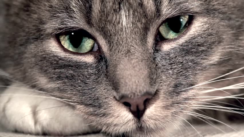 a cat is looking in the lens, it's pupils are widening and closing fast