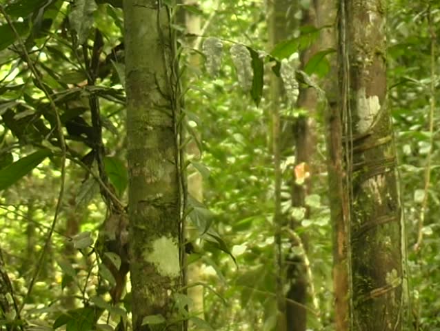 Epiphytic aroid on a tree trunk in tropical rainforest