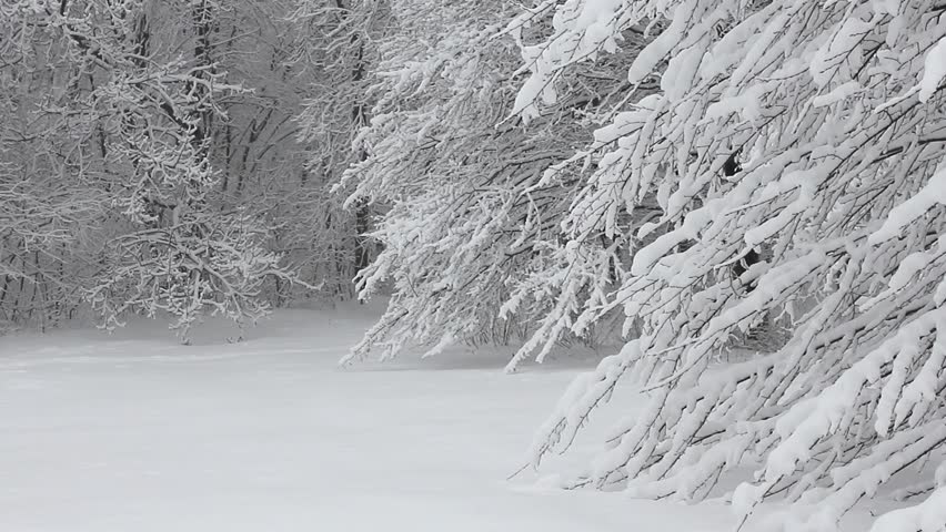 Trees in the snow in the forest in winter