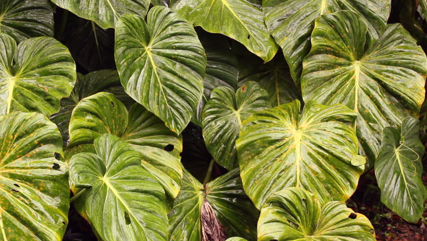 Leaves of a giant arum in the rainforest understory, Ecuador