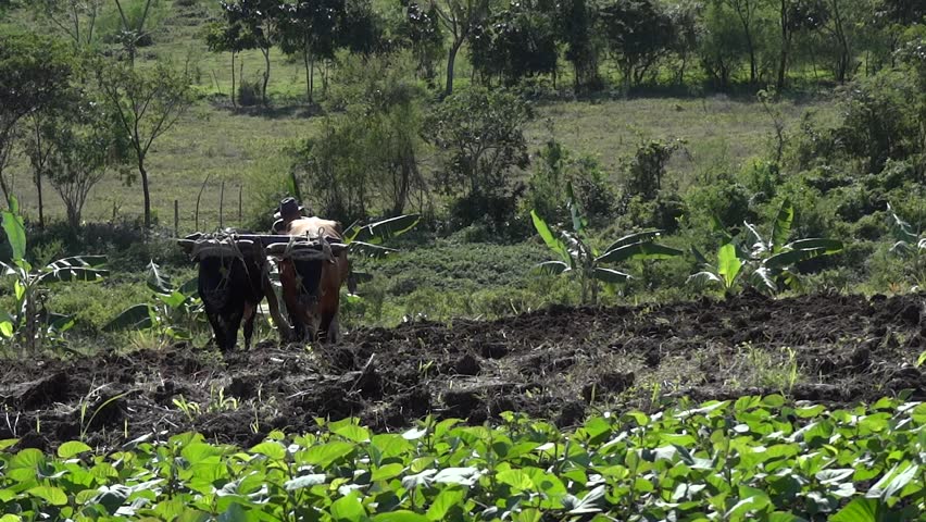 Farmer plowing a field with oxen.