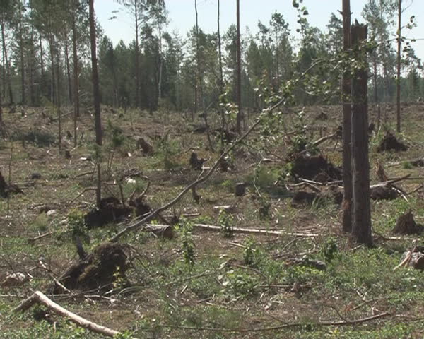 Deforested area. Timber industry. Branch moving in wind. 