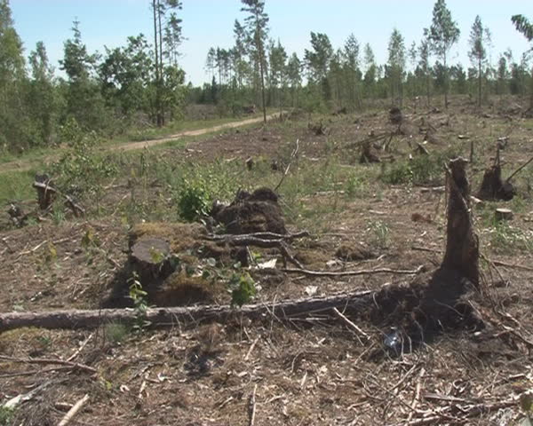Deforested area. Timber industry. Branch moving in wind. 