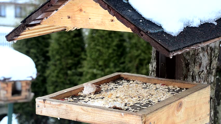 Birds feeding at the feeder