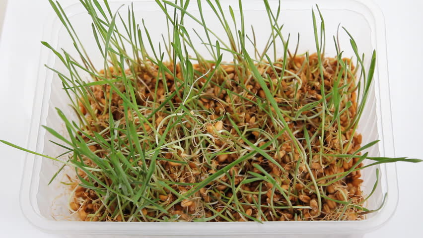 sprouted wheat