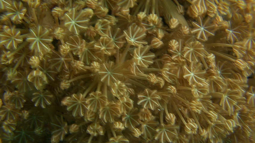 rhythmically declining brown coral polip