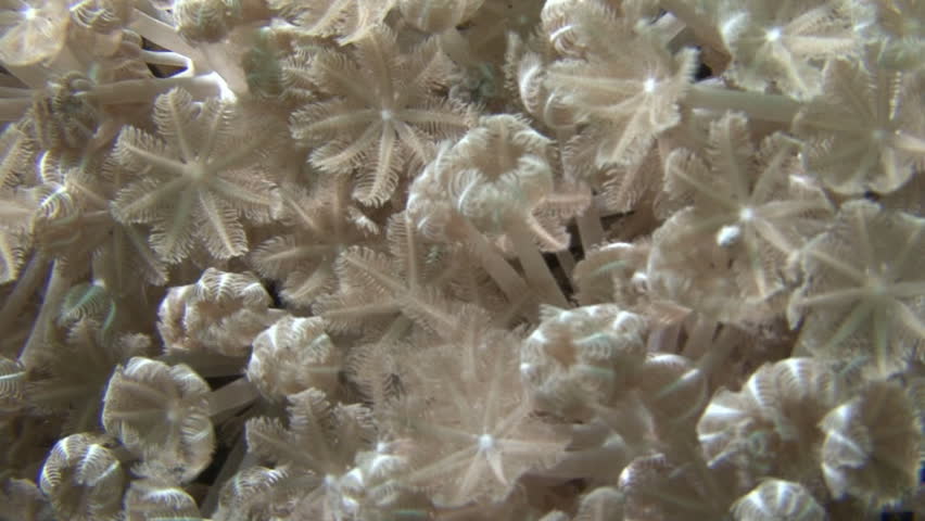 rhythmically declining white coral polip