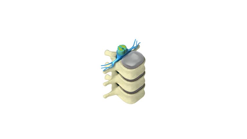 Human spine in details: Vertebra, bone marrow, disc and nerves. Isolated on white 
