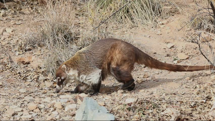 Two coatis or coatimundi forage through arid Arizona desert terrain, find food, eat. 1080p
