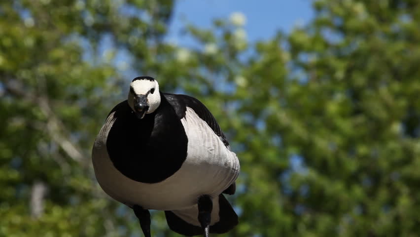 Beautiful Exotic Goose protect nest Park Lake, Small Pond, Birds