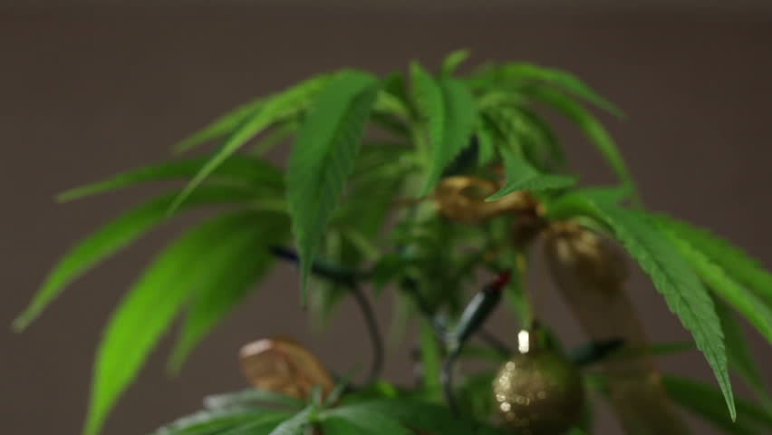 Marijuana Christmas Tree Decorated Cannabis Plant With Lights. Stock