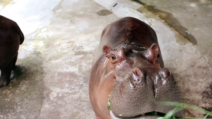 hippopotamus eating grass