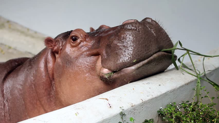 hippopotamus eating grass