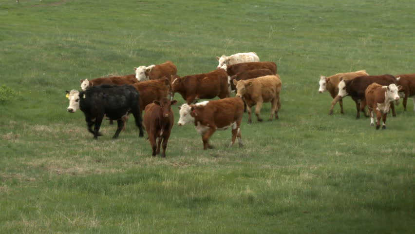 Herd of cattle in pasture