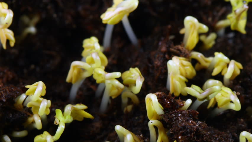 Growing seed of salad timelapse