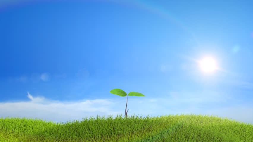 Tree growing on a green hill with the sun and clouds background. Timelapse. HD 1080.