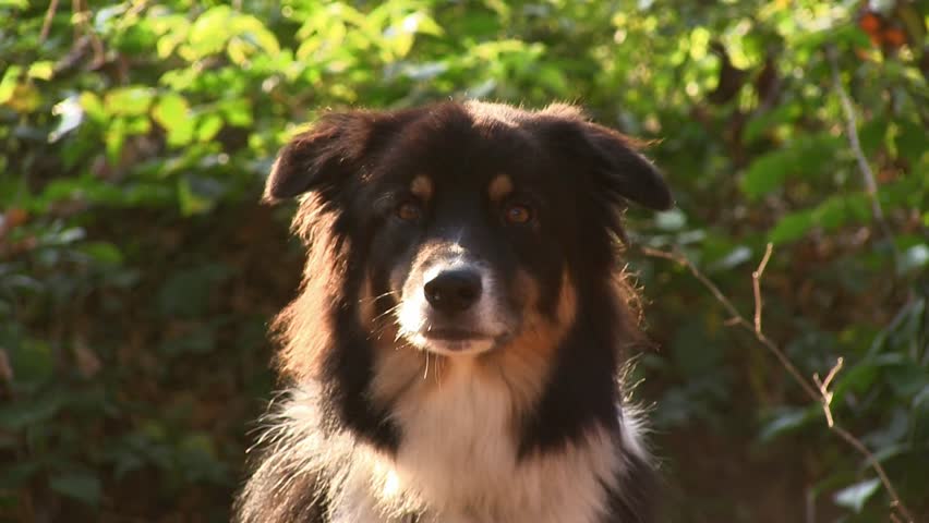 barking dog