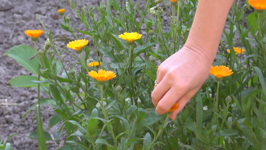 To collect yellow flowers