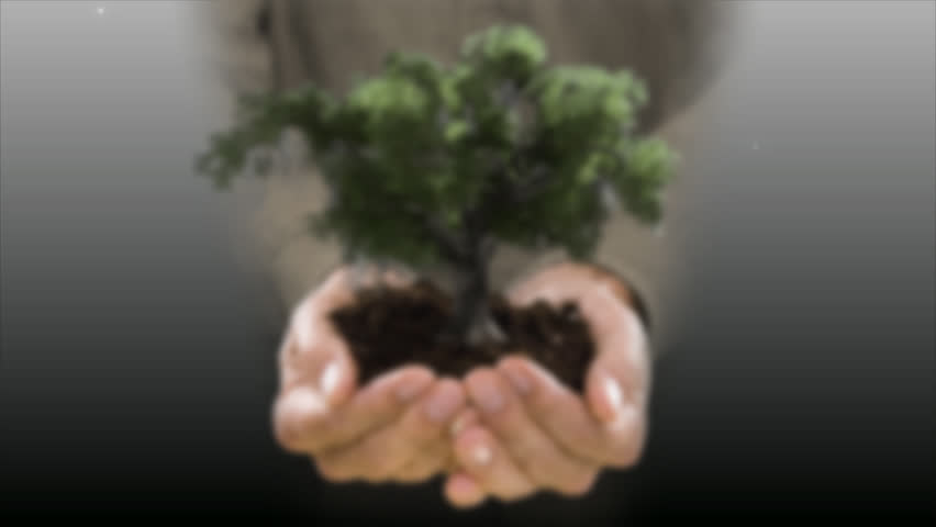 man holding soil & oak tree blowing in the wind, time lapse  holding a little growing tree plant in hand