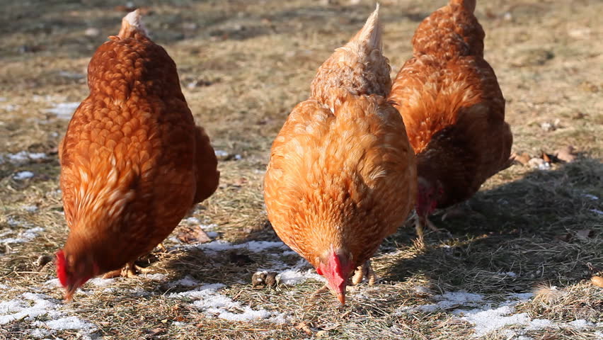 Three domestic chickens feeding at a farm