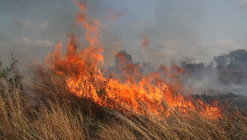 Grass burning in forest