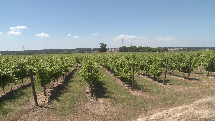 Green vine in a vineyard 
