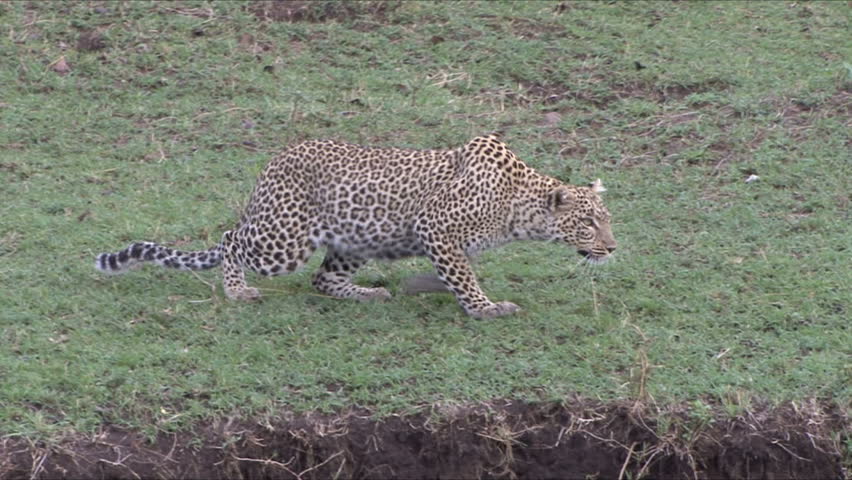 A Leopard moves from concealment on route to a gazelle kill in the Masai Mara, Kenya, Africa.