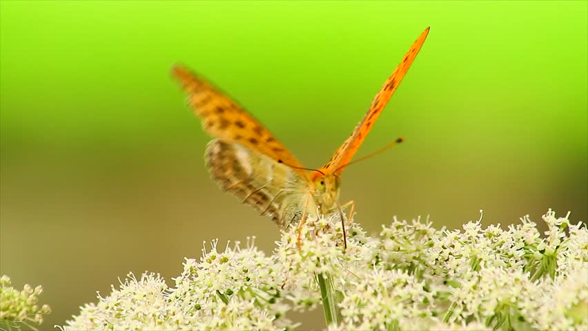 butterfly on a flower