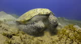 Green turtle (chelonia mydas). front view of animal grazing on sea grass.