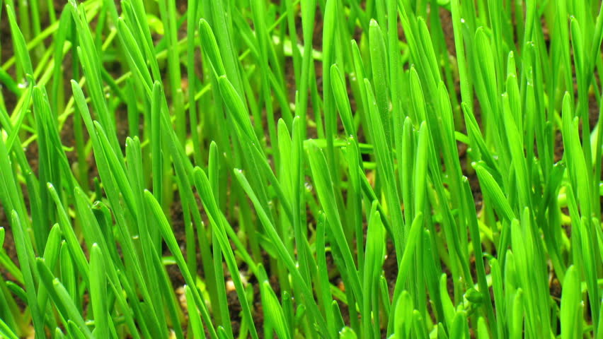 Growing green grass plant time lapse