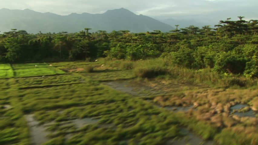 HD: Flying above jungle canopy