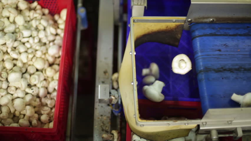 Mushrooms are sorted for further processing