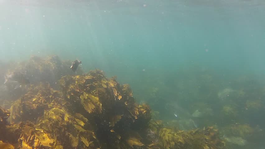A Leatherjacket swimming towards the camera at Goat Island marine reserve in New Zealand
