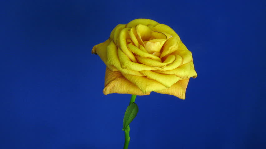 Time-lapse of dying orange rose 1 